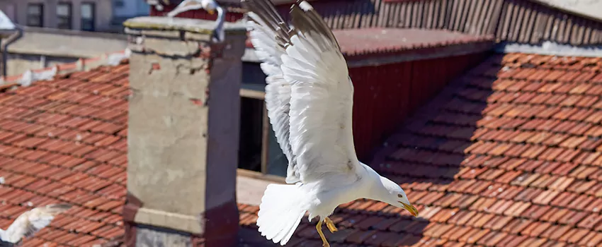 Residential Chimney Animal Removal Solution in Wayne, MI