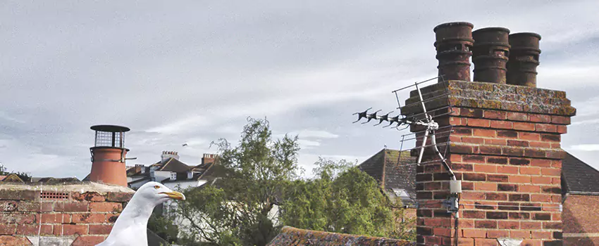 Chimney Cleaning And Restoration in Wayne, Michigan